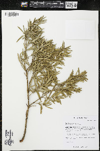 Media resource of Grubbia tomentosa
