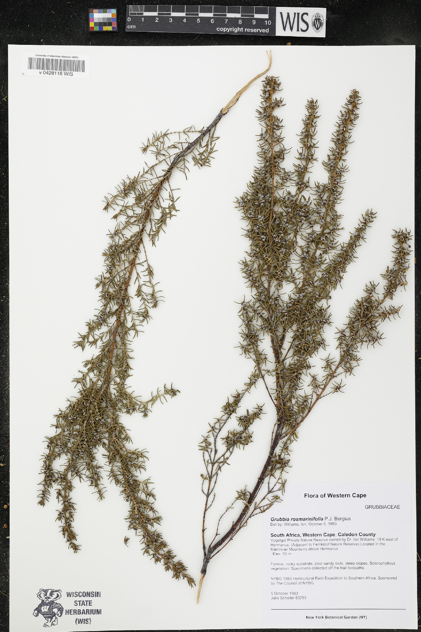 Grubbia rosmarinifolia image
