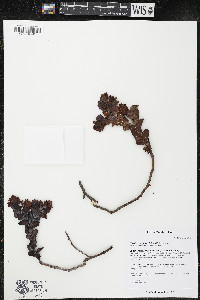 Thesium euphorbioides image