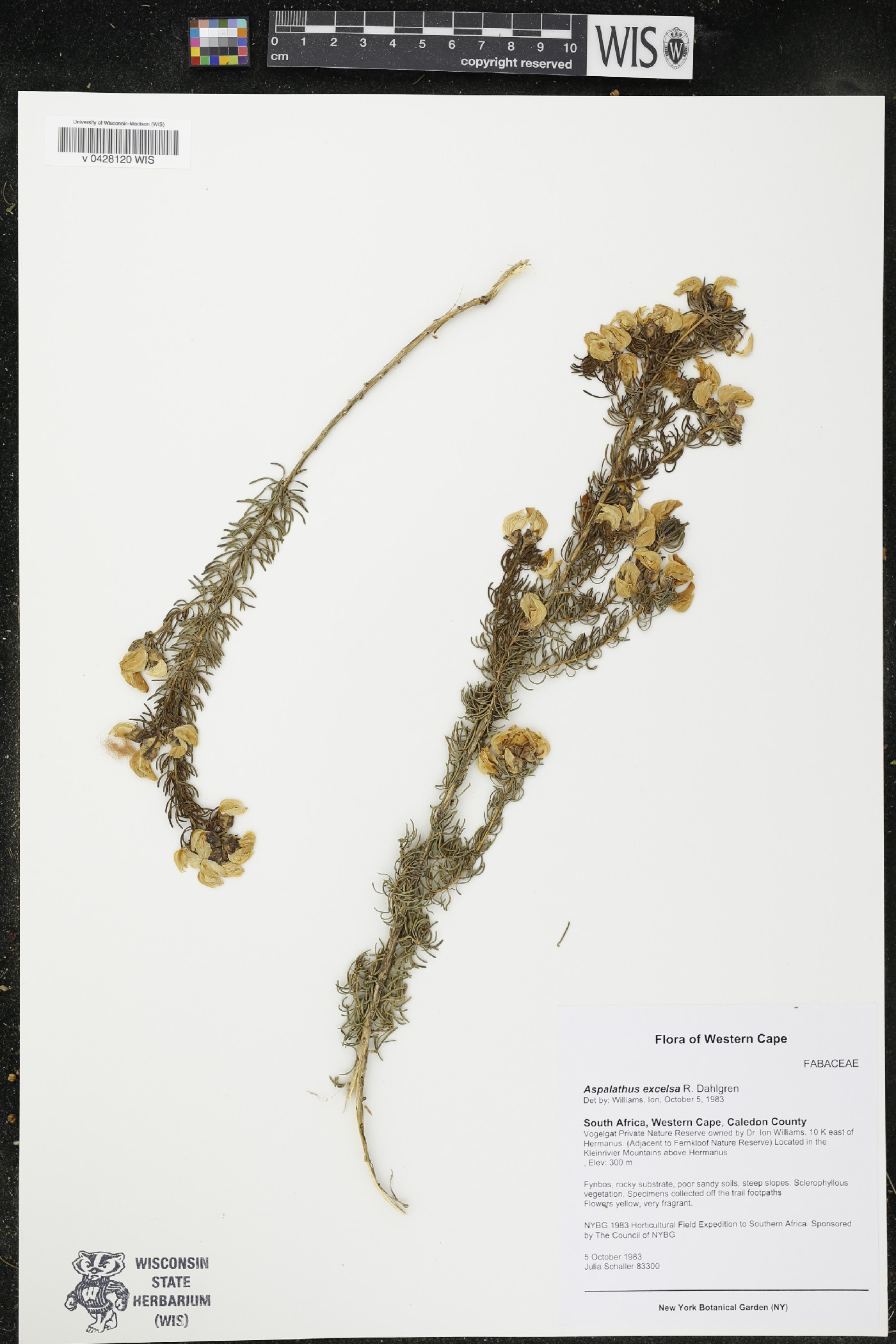 Aspalathus excelsa image