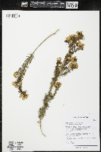 Media resource of Aspalathus excelsa