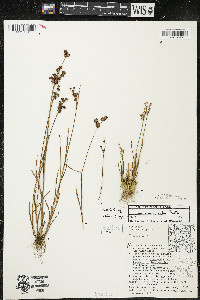 Juncus alpinoarticulatus image