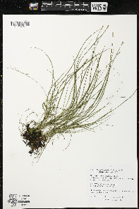 Carex radiata image