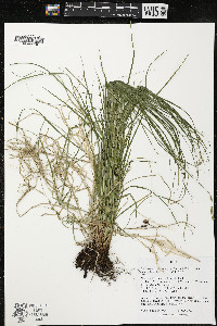 Carex echinodes image