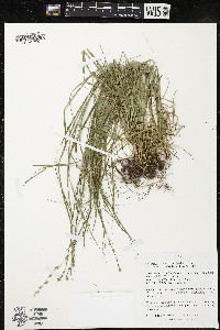 Carex radiata image