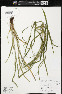 Carex grisea image