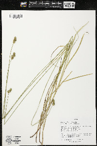 Carex molesta image
