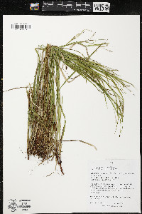 Carex arctata image