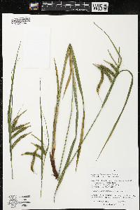 Carex gynandra image