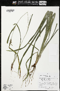 Carex grisea image