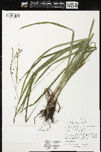 Carex davisii image