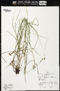 Carex echinodes image