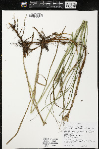 Carex trichocarpa image