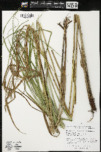 Carex trichocarpa image