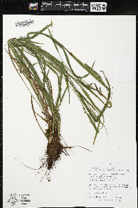 Carex grisea image