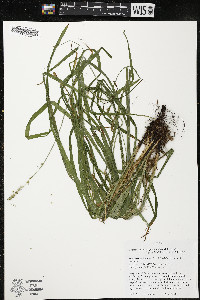 Carex sparganioides image