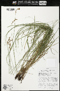 Carex echinodes image