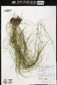 Carex radiata image