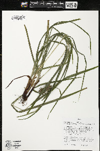 Carex grayi image