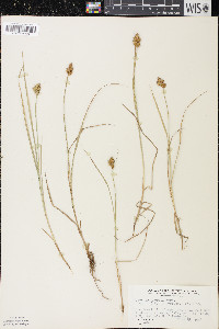 Carex crawfordii image