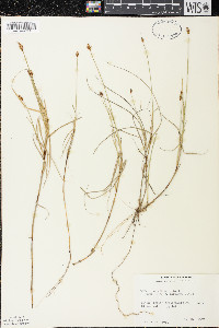 Carex chordorrhiza image