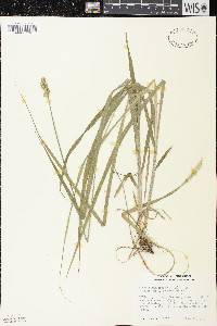 Carex cephaloidea image