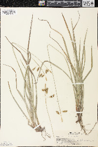 Carex castanea image