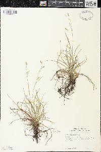 Carex capillaris image