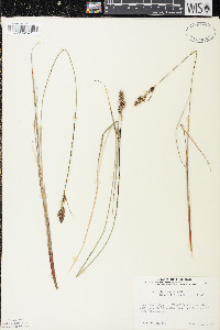 Carex buxbaumii image