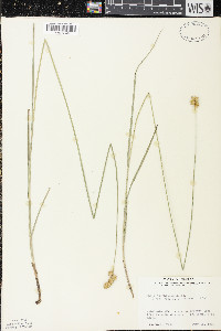 Carex bicknellii image
