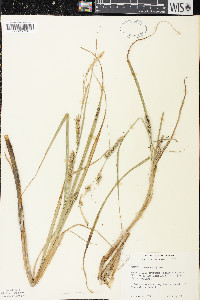 Carex atherodes image