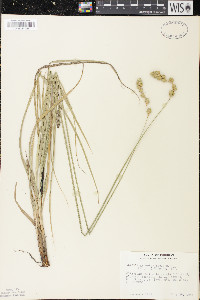 Carex argyrantha image