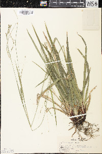 Carex arctata image