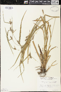 Carex grisea image