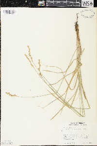 Carex foenea image