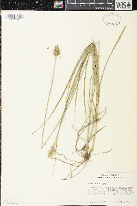 Carex adusta image