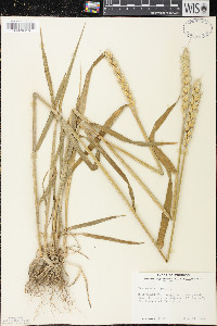 Triticum aestivum image