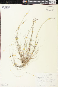 Triplasis purpurea image