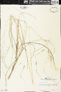 Hesperostipa spartea image