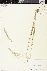 Sphenopholis intermedia image