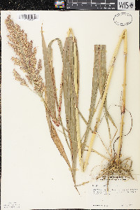 Sorghum bicolor image