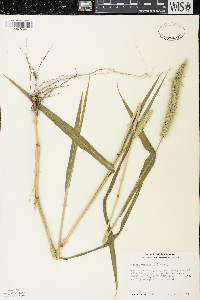 Setaria viridis var. major image