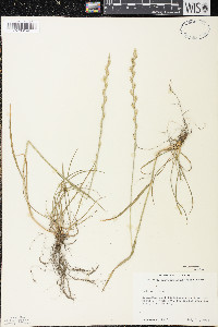 Lolium perenne var. perenne image