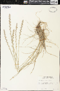 Lolium perenne var. perenne image