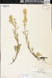 Solidago simplex image