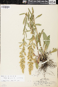 Solidago jejunifolia image