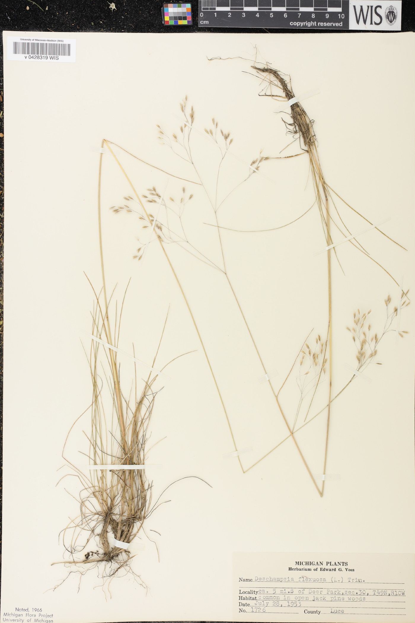 Avenella flexuosa image