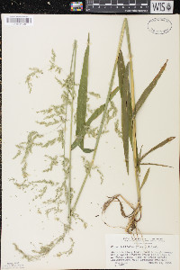 Cinna latifolia image