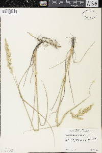 Calamagrostis stricta image