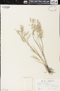 Bromus squarrosus image